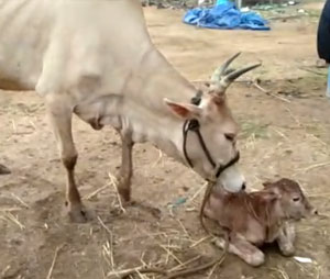 Mother cow with baby calf